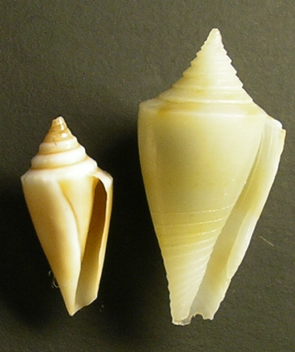 piccolo conus